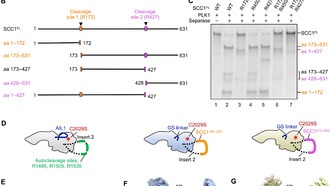 Ученые раскрыли механизм работы молекулярных «ножниц», разделяющих хромосомы