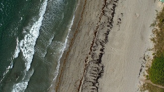 Дроны помогли выявить ключевые факторы для гнездования морских черепах