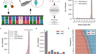 ИИ научили читать ДНК с нестандартными «буквами»