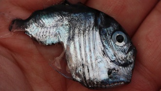 Глубоководные рыбы эволюционируют по-разному в зависимости от среды обитания