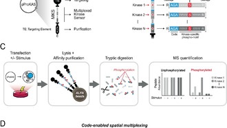 Новая технология биосенсоров раскрывает активность ферментов внутри клеток