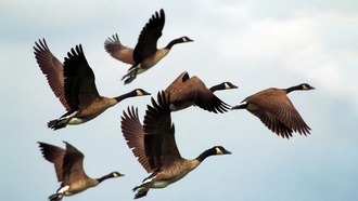 Дикие птицы стали основными распространителями птичьего гриппа в США