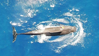 Ученые раскрыли, сколько кальмаров съедают короткоплавниковые гринды