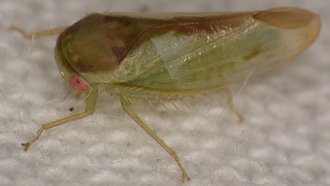 В тропических лесах Уганды открыли семь новых видов «лягушачьих» цикадок