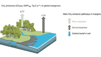 Мангровые деревья оказались значительным источником метана, снижающим их углеродную пользу