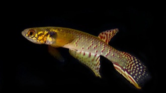 В Боливии спустя 20 лет вновь обнаружена считавшаяся вымершей рыба