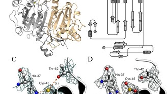 Бактерия использует витамин C для защиты от иммунитета