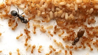 Паразитическая муравьиная матка заставляет рабочих убить собственную королеву