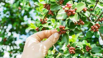 Урожайность кофе: как фермеры справляются с циклами плодоношения