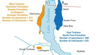 Создан каталог окаменелостей гоминид из бассейна Омо-Туркана
