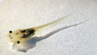 Открыт ключевой белок, который превращает иммунные клетки в «строителей» для регенерации хвоста головастиков