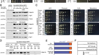 Железосерный кластер оказался ключевым для сборки рибосом