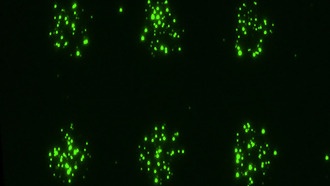 Ученые создали технологию LEVA для отслеживания клеточных «следов»