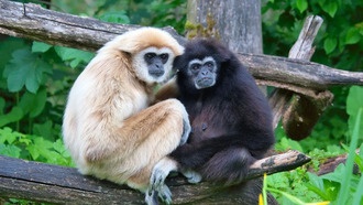 Геномное исследование раскрыло эволюционную историю гиббонов и поможет в их сохранении