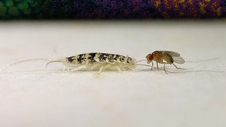 Ученые обнаружили генетическую схему, которая могла сыграть ключевую роль в эволюции крыльев насекомых