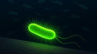 Ученые показали, как бактерии «чувствуют» поверхность с помощью флуоресцентного зонда