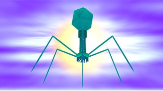 «Обученные» бактериофаги помогут в борьбе с устойчивыми к антибиотикам инфекциями