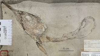 Обнаружены обезглавленные окаменелости рыб с сохранившимся кишечником