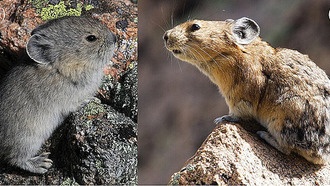 Численность молодых пищух в Скалистых горах резко сократилась