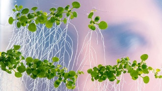 Растения научились отращивать длинные боковые корни для поиска бора