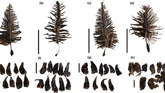 Ученые создали метод селекции термостойких водорослей для теплеющих морей