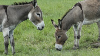 Микропластик обнаружен в 100% образцов навоза ослов на острове Ламу