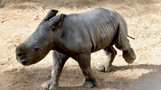 В зоопарке Валенсии родился редкий детеныш белого носорога