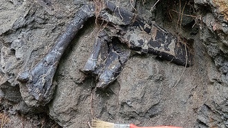 В Трансильвании обнаружено уникальное кладбище динозавров