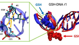 Обнаружен новый тип повреждения ДНК в митохондриях клеток