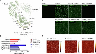 Фрагмент дифтерийного токсина сливает липидные везикулы при нейтральном pH
