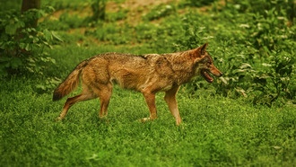 Парки и гольф-поля в городах оказались зонами встреч койотов и людей