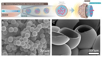 Магнитные нанокультуры помогут изучать почвенные микроорганизмы в естественной среде