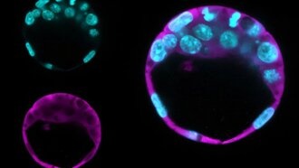Бразильские ученые открыли новые функции белков STIP1 и Maspin в развитии эмбрионов и борьбе с раком