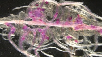 Ученые раскрыли генетическую загадку опасного вредителя сельскохозяйственных культур