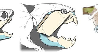 Ученые пересмотрели анатомию древнего морского хищника Dunkleosteus