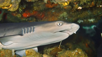 Разнообразие акул и скатов неуклонно сокращается 45 миллионов лет