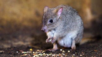 Австралийские кенгуровые крысы по-разному приспособились раскалывать орехи