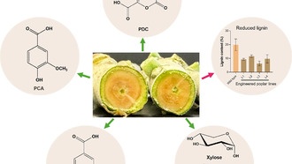 Учёные создали генетически модифицированные тополя для производства биопластика
