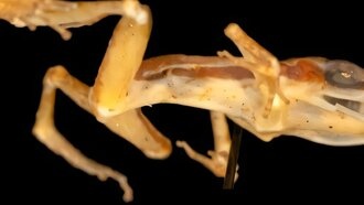 В Бразилии описан новый вид лягушки, вероятно, уже вымерший