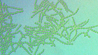 Цианобактерии переключают активность генов между днём и ночью