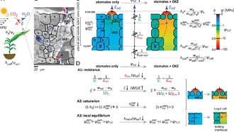 Ученые открыли новый механизм регуляции воды в растениях