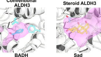 Ученые раскрыли механизм превращения стероидов в лекарства с помощью бактерий