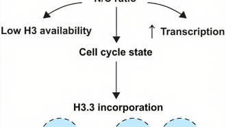Учёные выяснили, как «теснота» в эмбрионе запускает перестройку ДНК