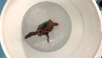 Разгадана тайна навигации черепах: они «чувствуют» магнитное поле Земли