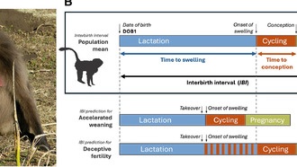 Гелады симулируют фертильность для защиты детенышей от инфантицида