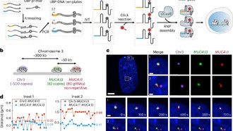 Ученые разработали CRISPR PRO-LiveFISH для визуализации генома в живых клетках