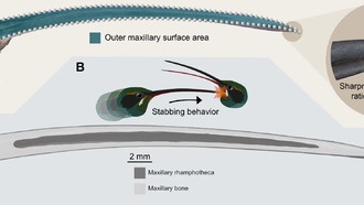 Ученые выяснили, что клювы самцов колибри-отшельников эволюционировали для боев
