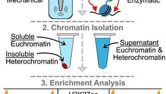Ученые открыли новый метод изучения «скрытой половины» генома
