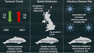 Уровень ртути в морских млекопитающих продолжает расти, несмотря на глобальный договор
