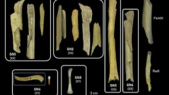 Исследование: неандертальцы практиковали избирательный каннибализм в отношении женщин и детей